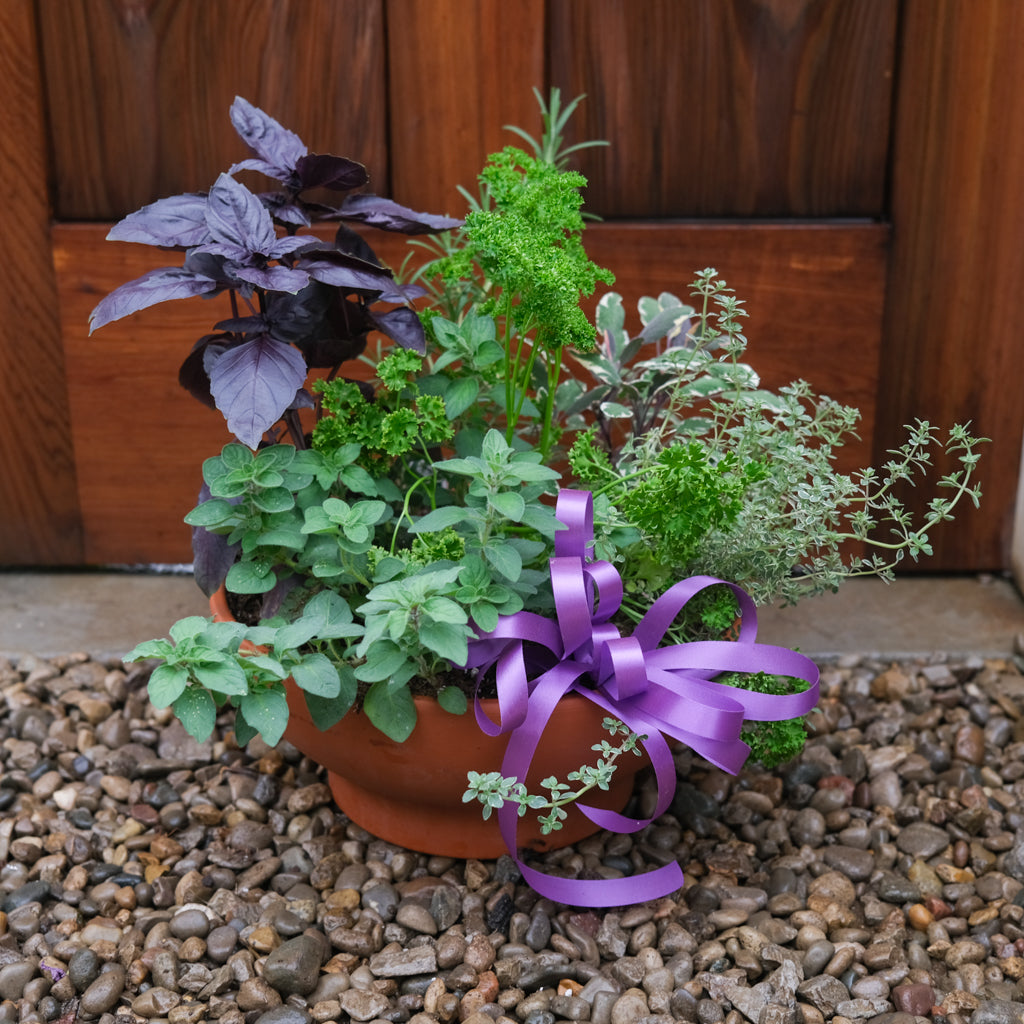 Kitchen Herb Garden | Lexington, KY | Michler's Florist