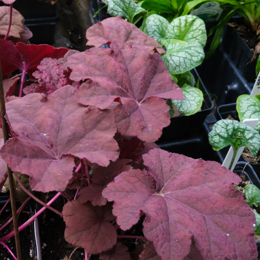 Heuchera 'Lava Lamp' (Coral Bells) | Perennial in Lexington, KY
