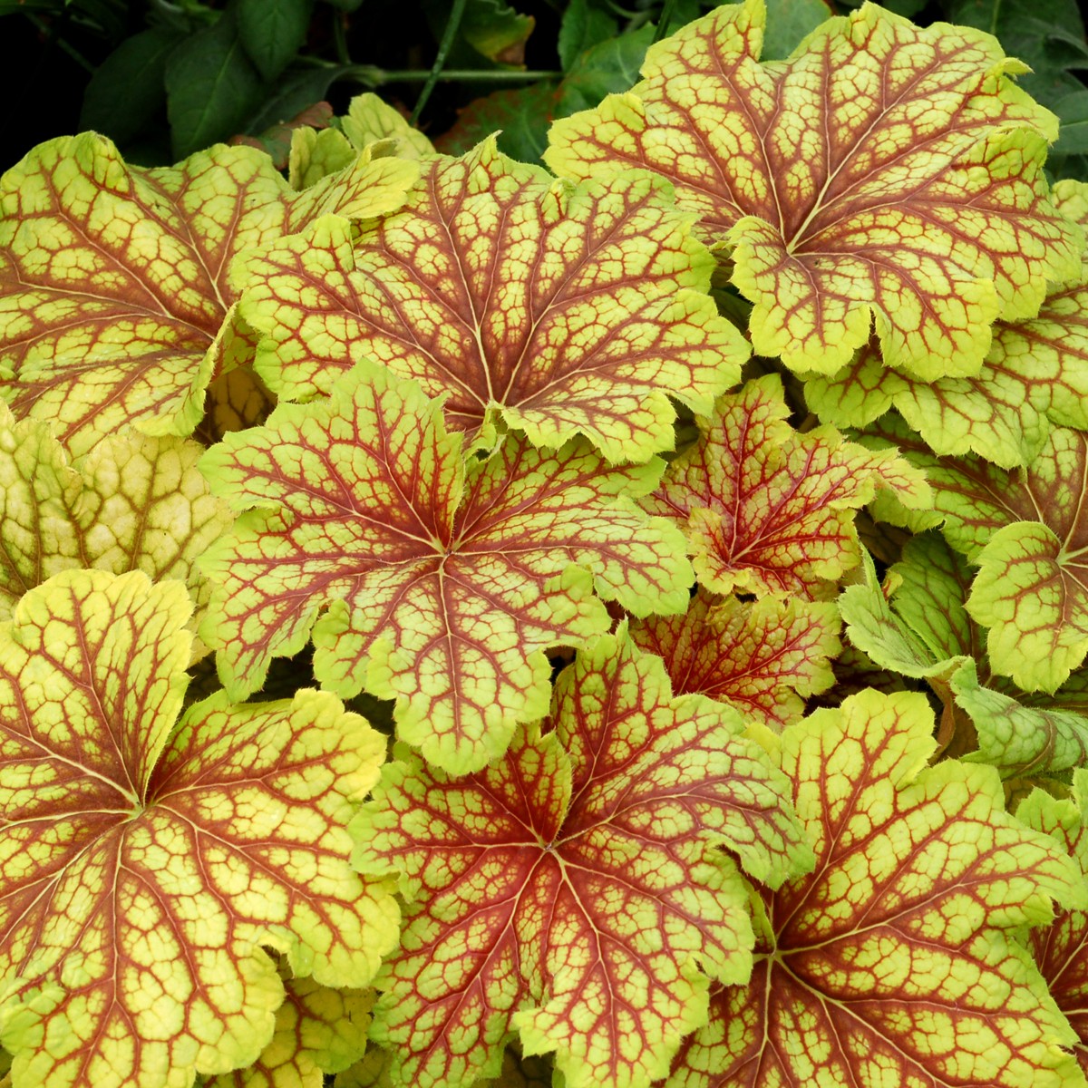Heuchera 'Red Lightning' (Coral Bells) | Perennial in Lexington