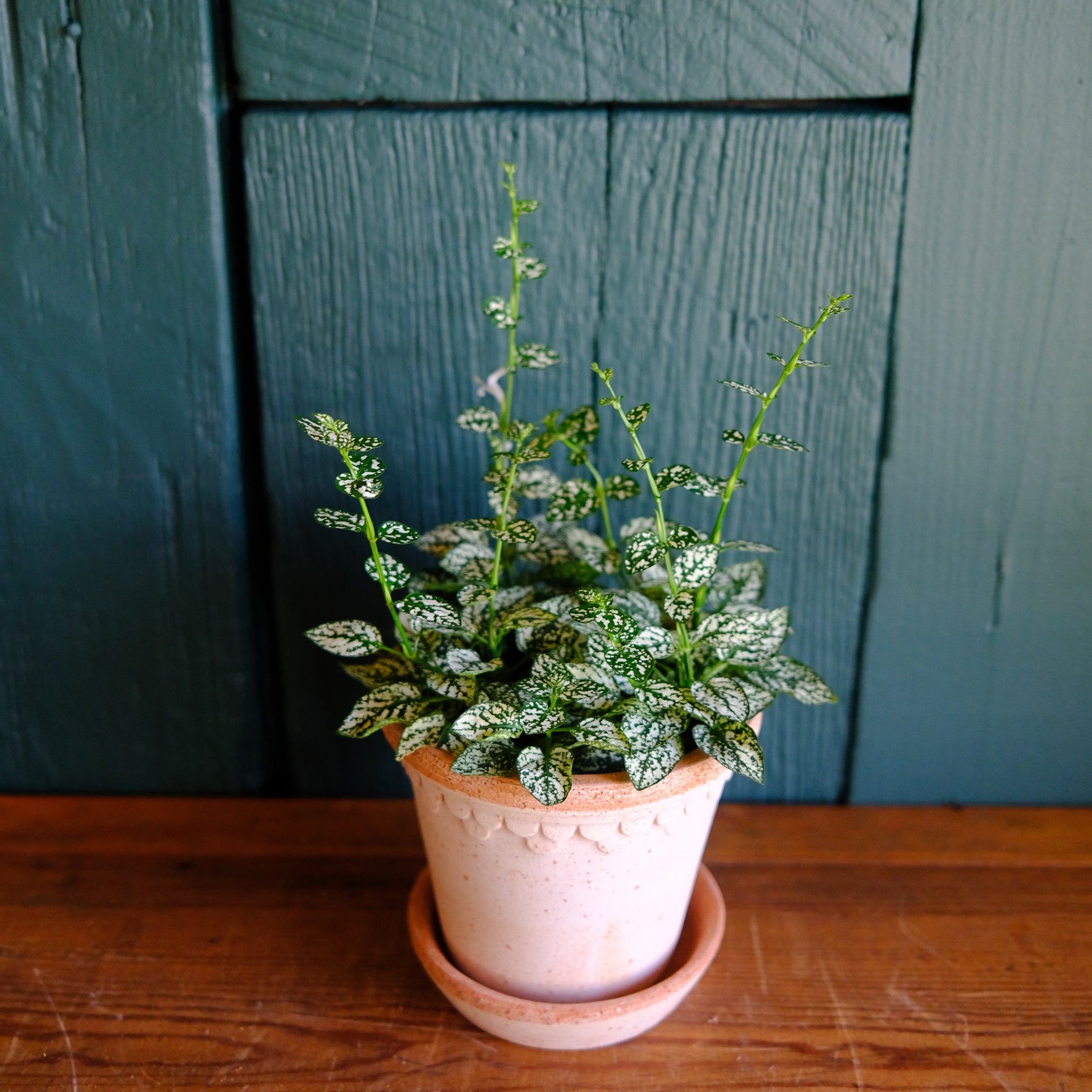 White Splash (Hypoestes) | Lexington, KY | Michler's Florist