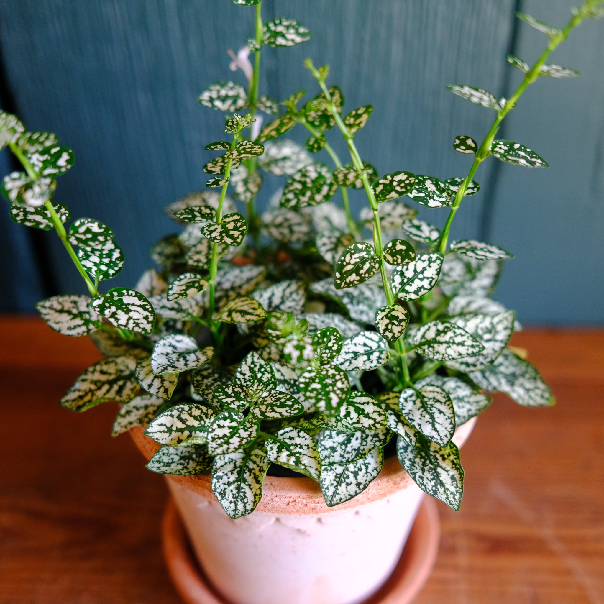 White Splash (Hypoestes) | Lexington, KY | Michler's Florist