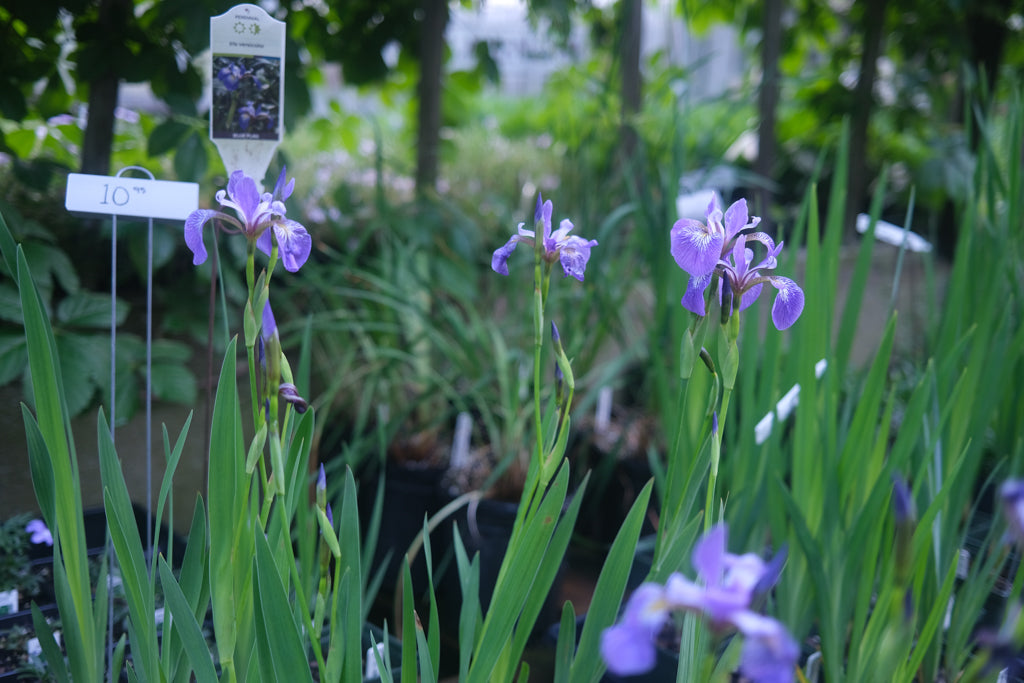 Iris versicolor (Northern Blue Flag) | Lexington, KY | Michler's