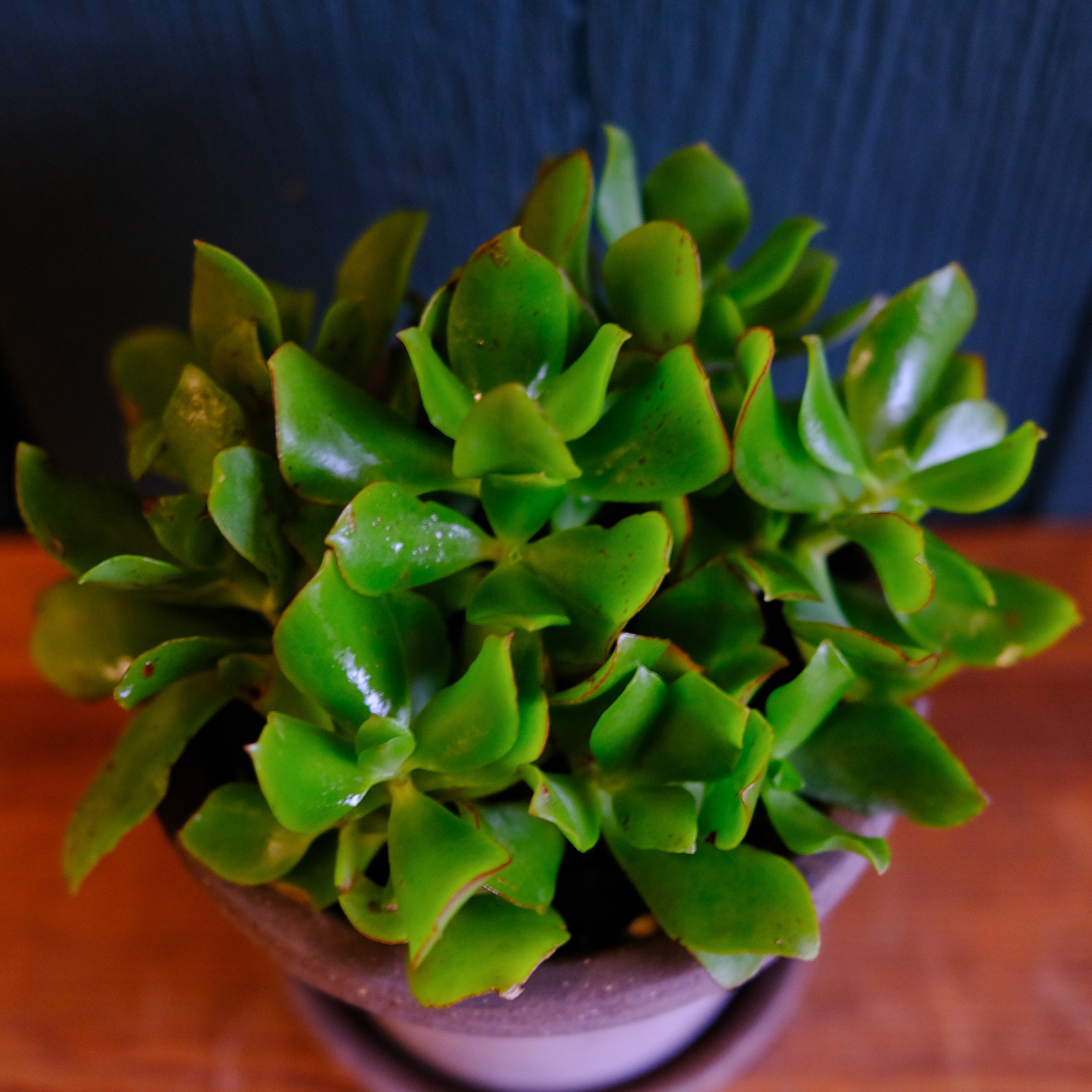 jade plant curled leaves Jade Curly | Lexington, KY