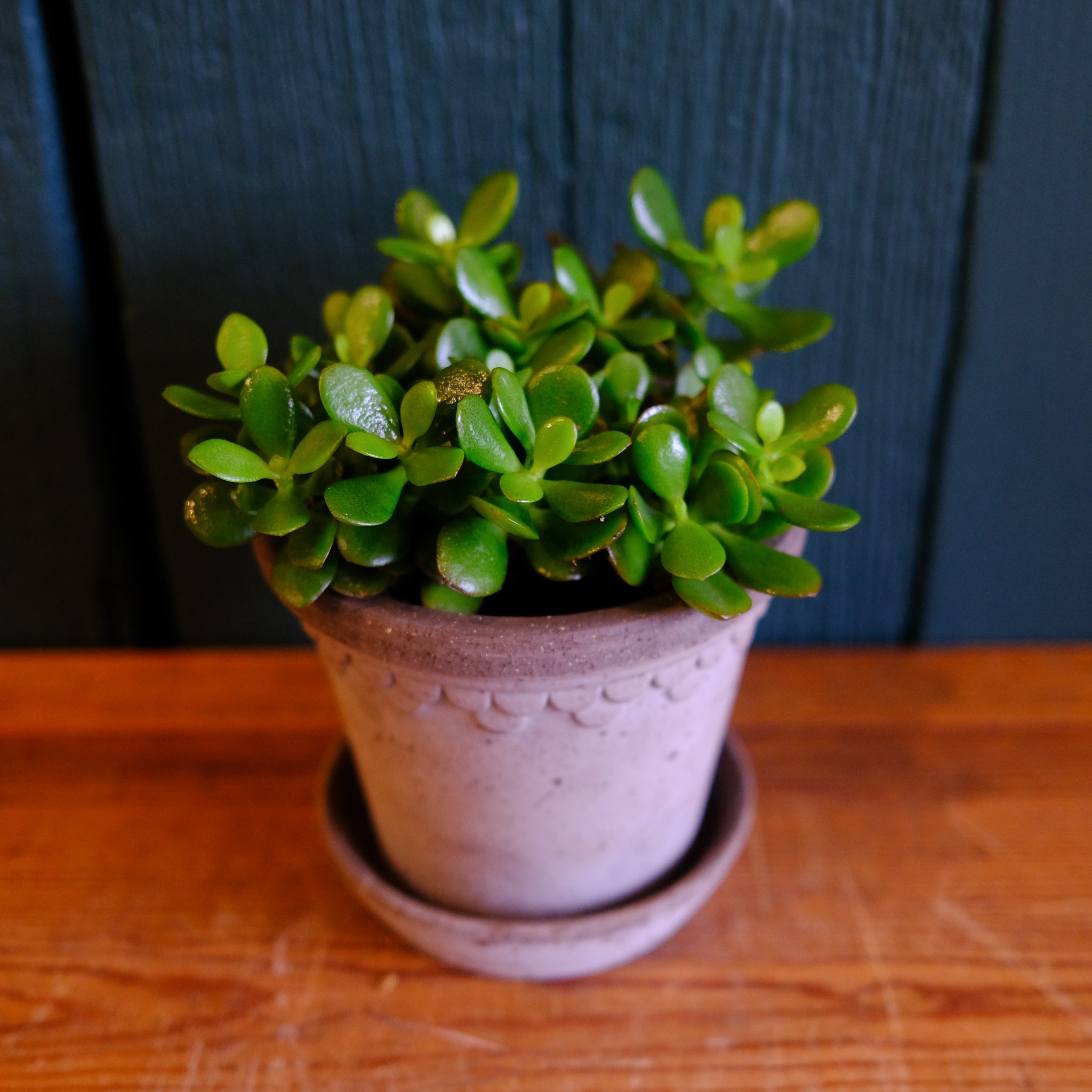 Hobbit Jade | Lexington, KY | Michler's Florist – Michler's
