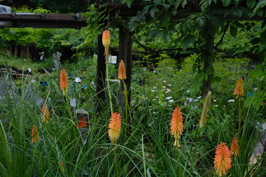 Kniphofia 'Jackpot' (Red-Hot Poker) – Michler's Florist