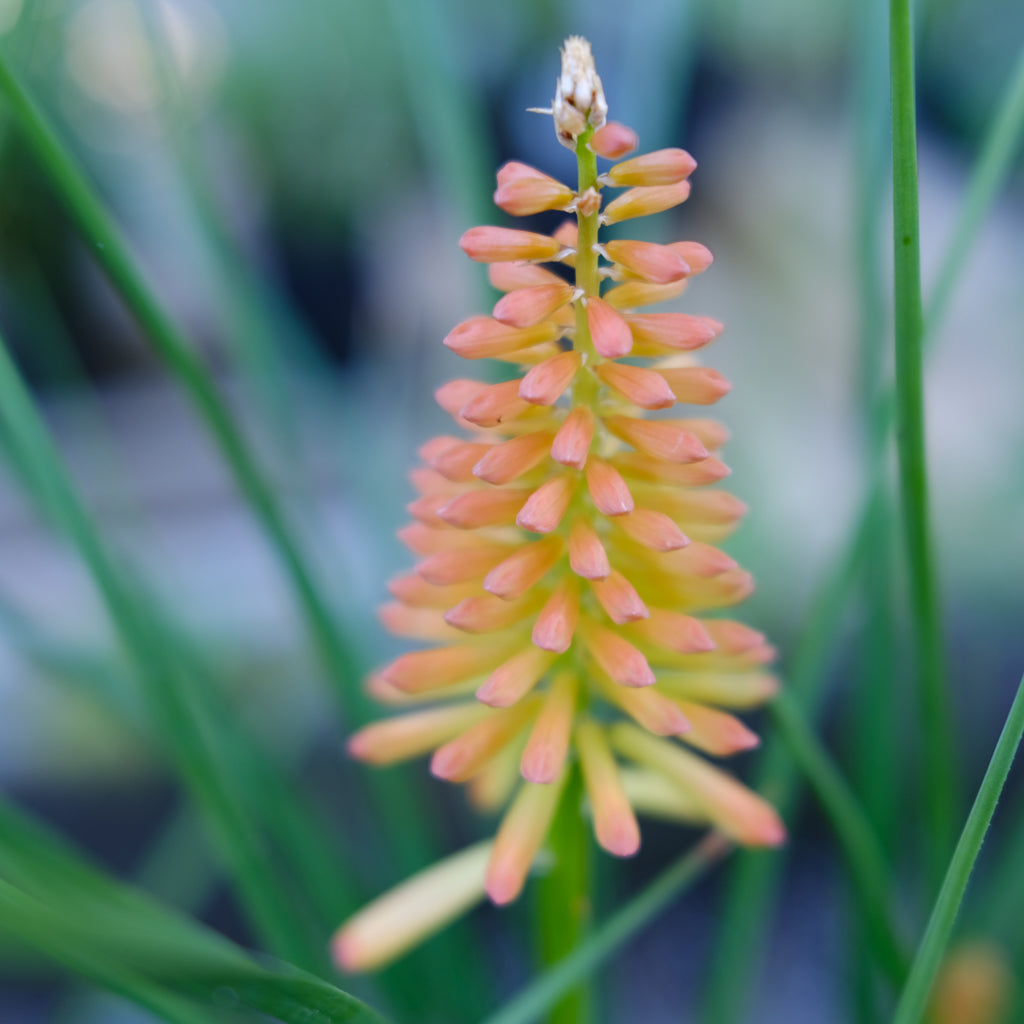 poker plant seeds Kniphofia 'Jackpot' (Red-Hot Poker) – Michler's Florist, Greenhouses & Garden Design