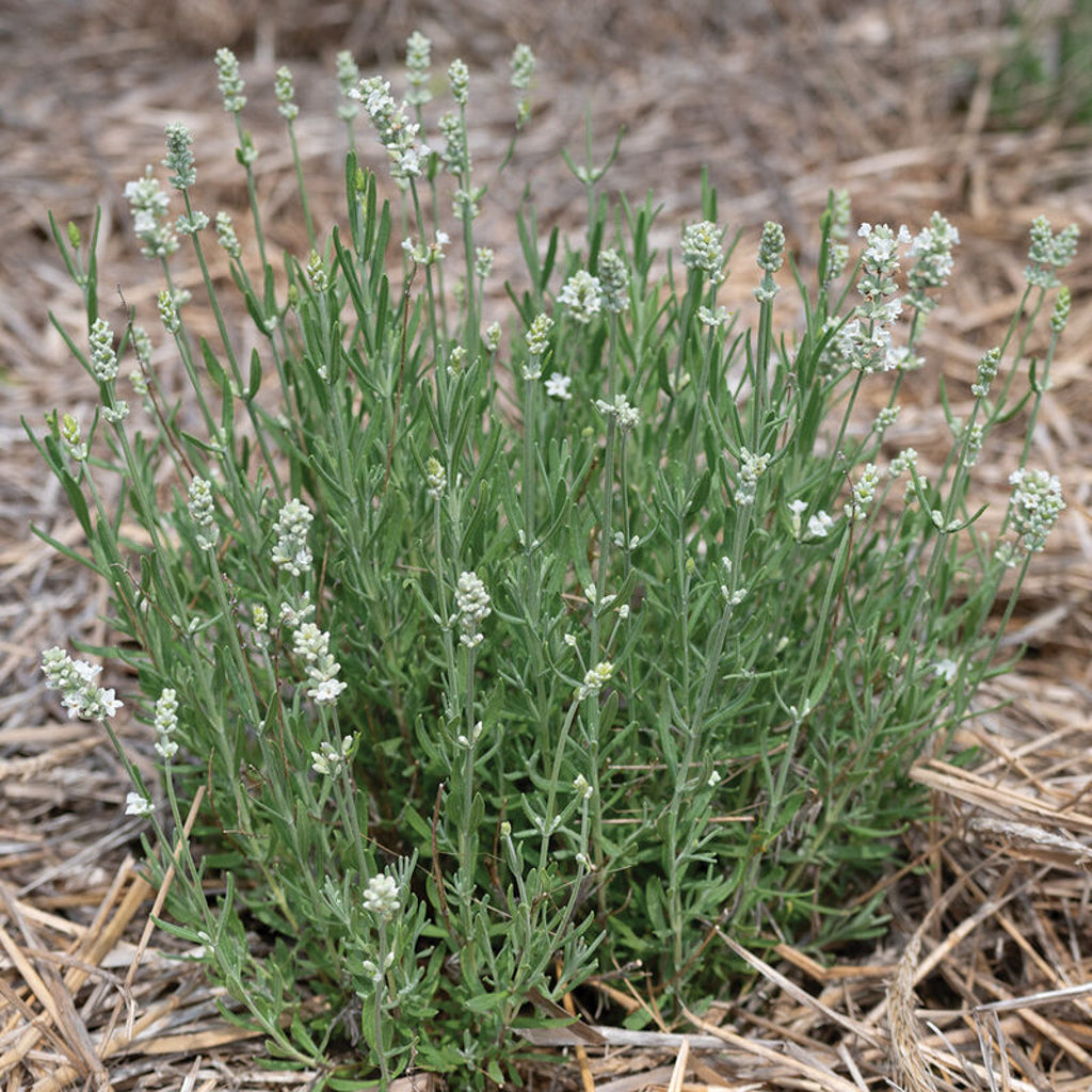 ellagance lavender plant Lavandula angustifolia 'Ellagance White' (Lavender) | Perennial in Lexington, KY