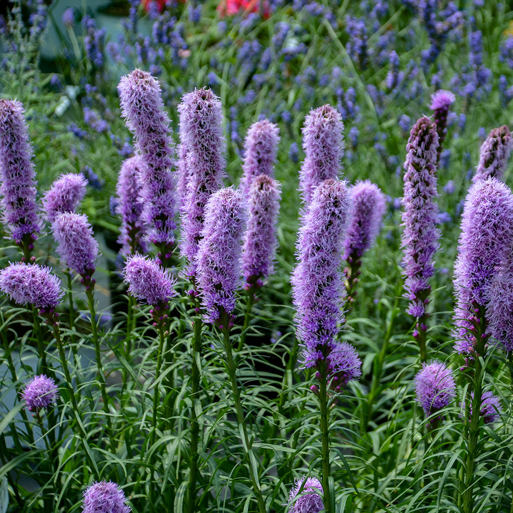 ♡⃛Spica♡⃛ Liatris spicata 'Kobold Original' (Blazing Star) | Perennial in