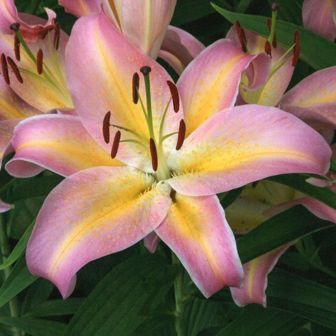 Lilium 'Hocus Pocus' (Oriental Lily) | Perennial in Lexington, KY