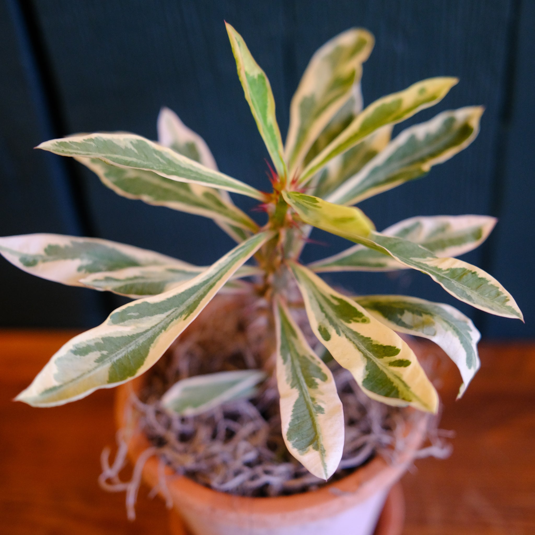 Variegated Madagascar Palm | Lexington, KY | Michler's Florist