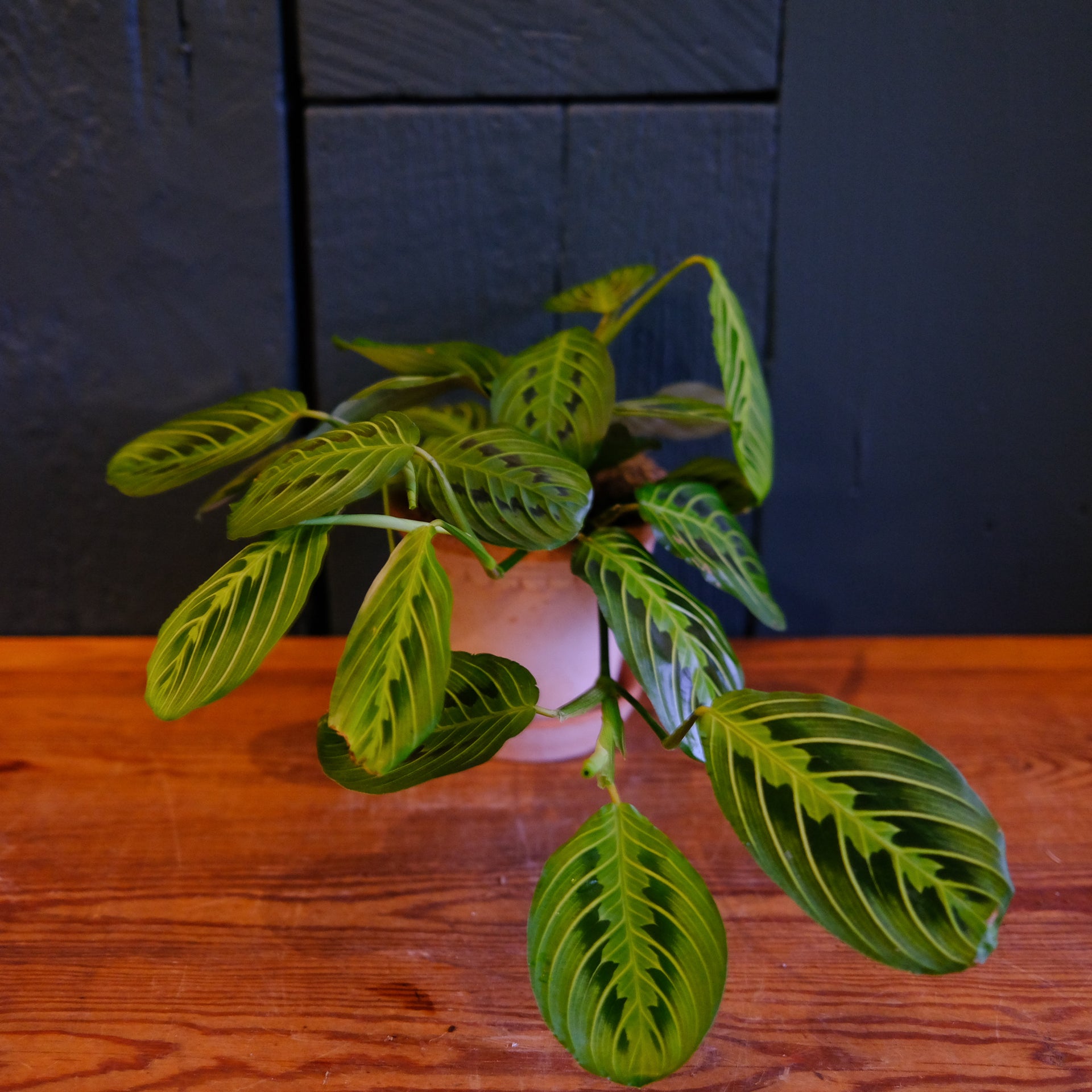prayer plants near me Maranta Prayer Plant Lime | Lexington, KY