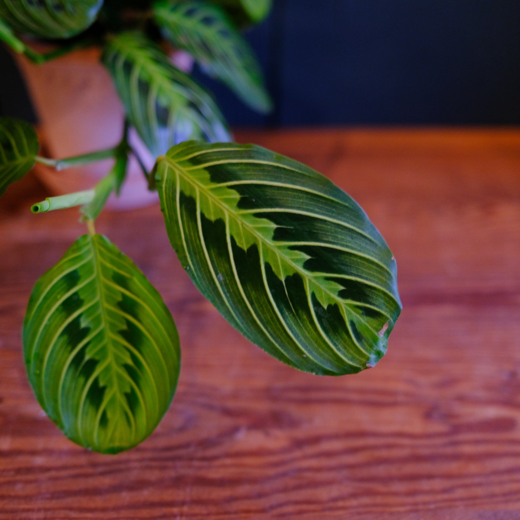 prayer plant in spanish Maranta Prayer Plant Lime | Lexington, KY