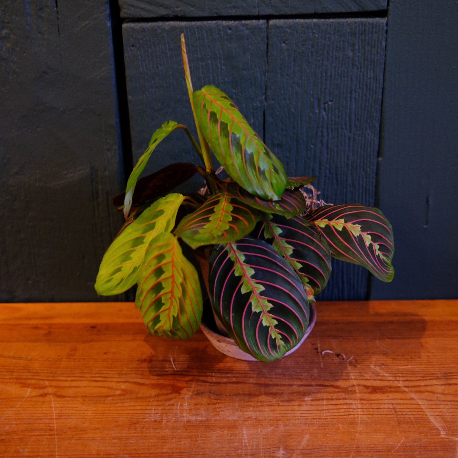 red prayer plant flower Maranta Prayer Plant Red