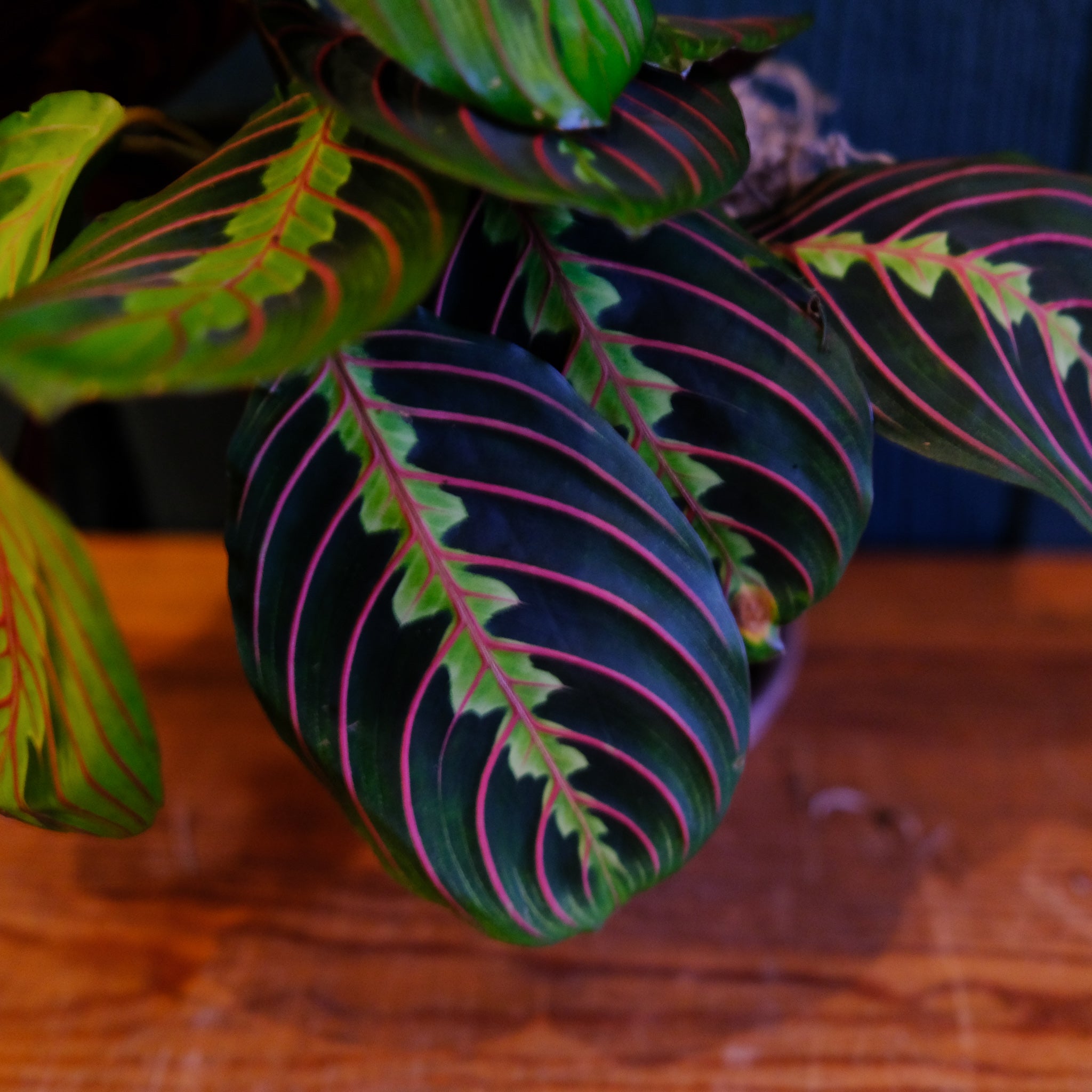 buy red prayer plant Maranta Prayer Plant Red | Lexington, KY