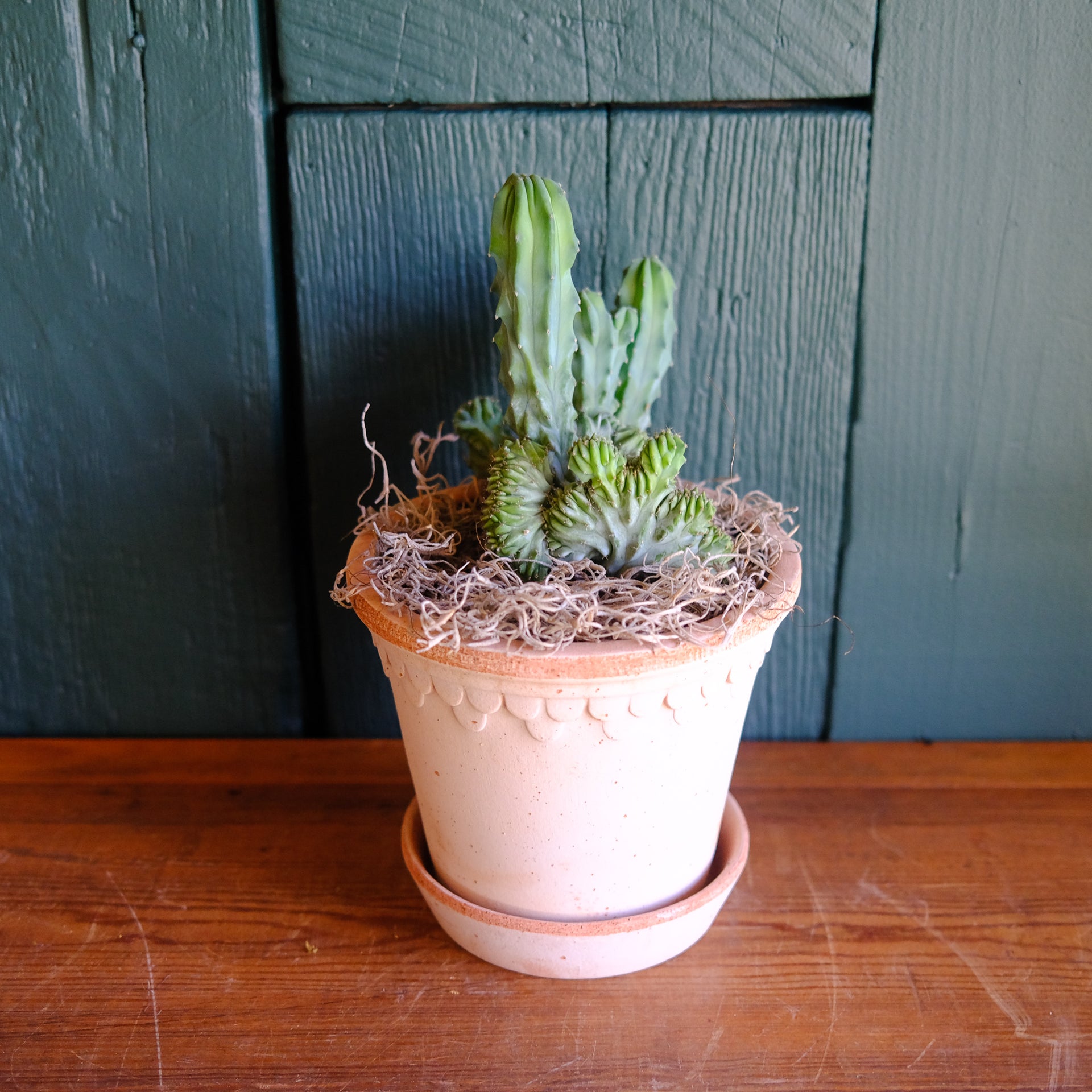 mermaid tail succulent near me Mermaid Tail Cactus | Lexington, KY