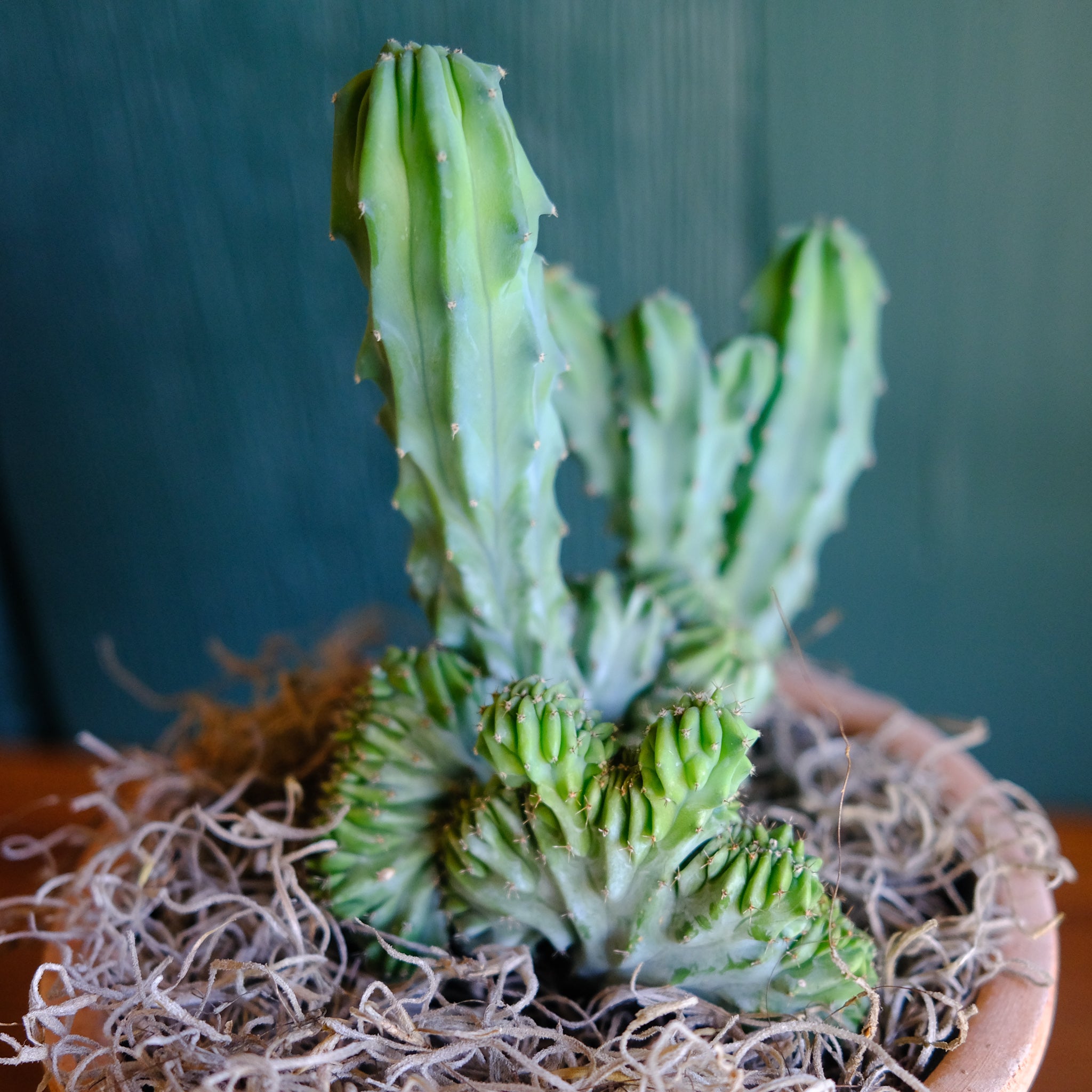 mermaid tail succulent near me Mermaid Tail Cactus | Lexington, KY