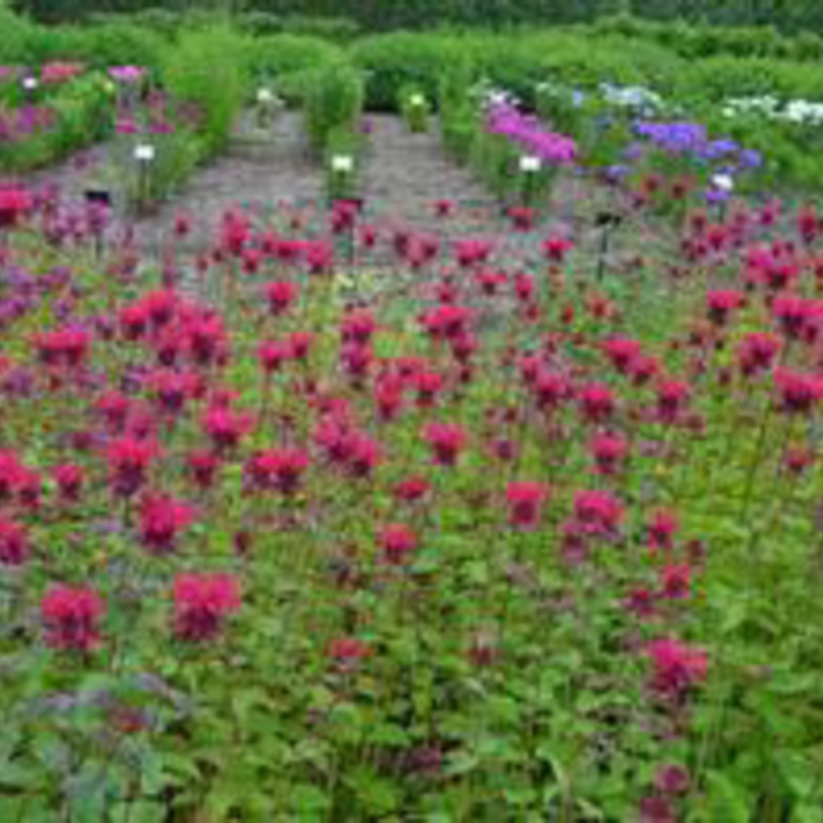 Monarda 'Judith's Fancy Fuchsia' (Beebalm) Perennial in Lexington, KY