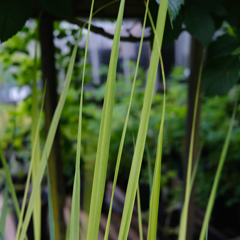 Grass - Panicum virgatum 'Northwind' (Switch Grass) – Michler's