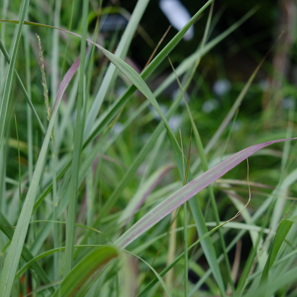 Panicumvirgatum_Rotstrahlbusch