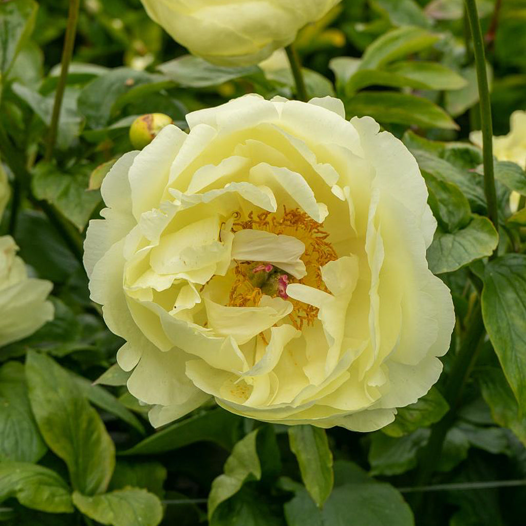 Peony - Paeonia 'Lemon Chiffon' | Lexington, KY | Michler's
