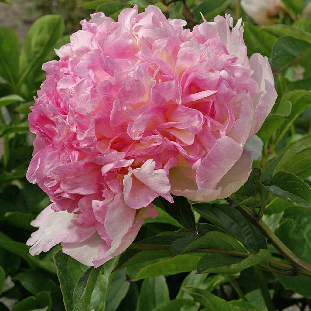 Peony - Paeonia 'Raspberry Sundae' | Lexington, KY | Michler's Peony - Paeonia 'Raspberry Sundae' | Lexington, KY | Michler's