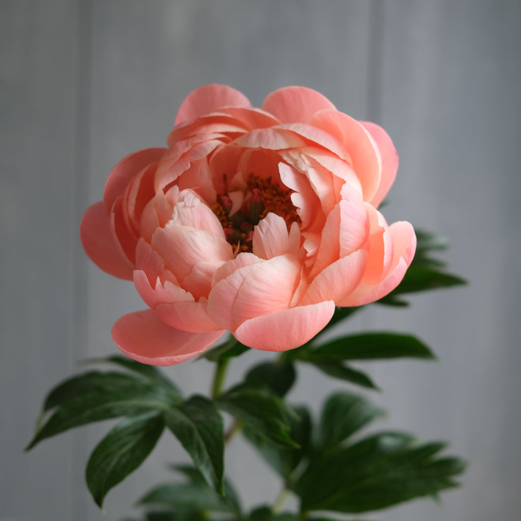 potted peony plants for sale near me Blooming Peony Plant | Lexington, KY