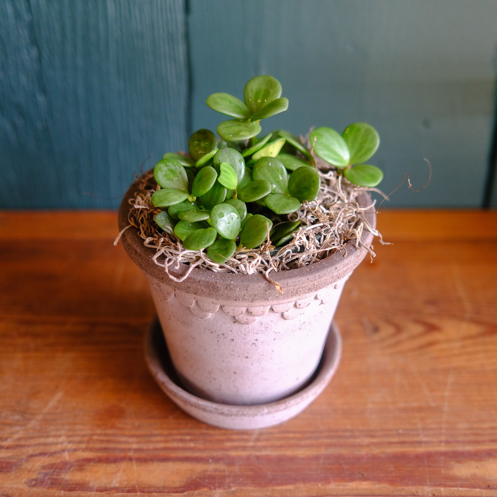 鉢・プランター hope 植木鉢／軽量鉢／プランター】ブラックス バルーン 37cm
