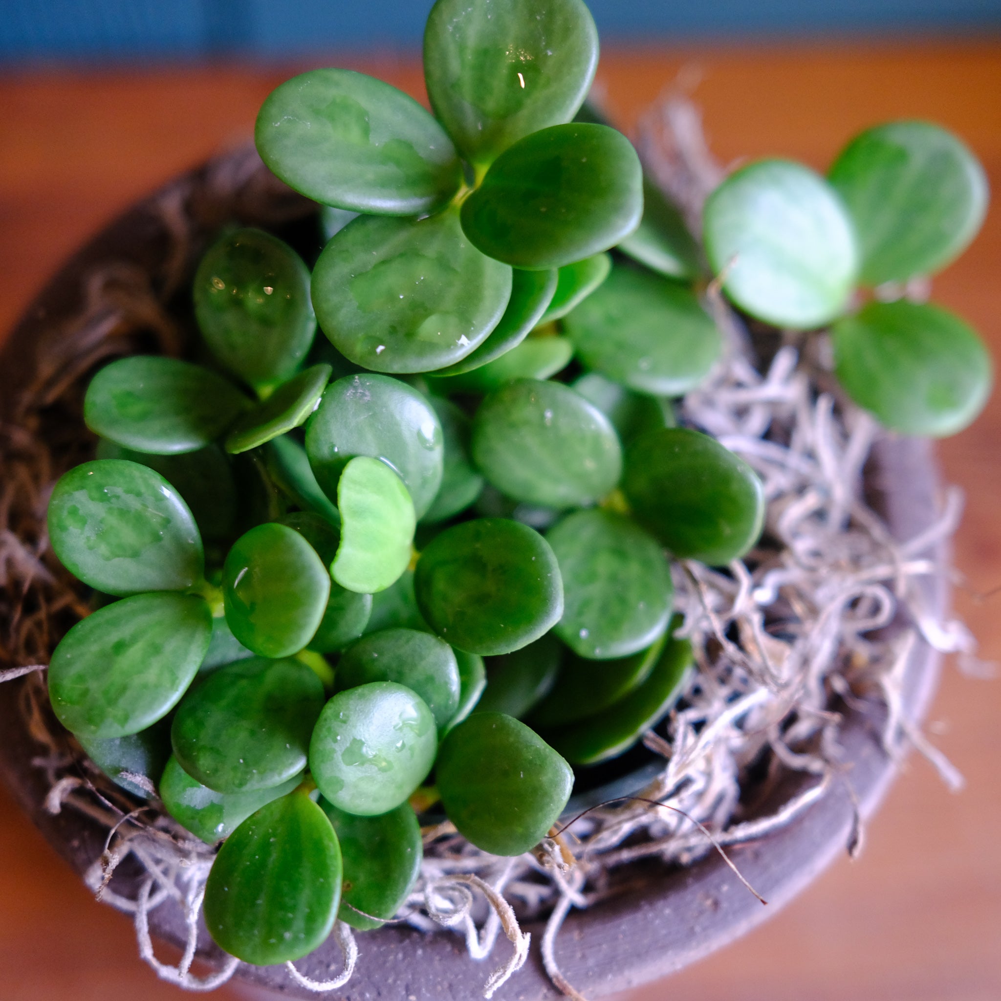 Peperomia 'Hope' | Lexington, KY | Michler's Florist – Michler's
