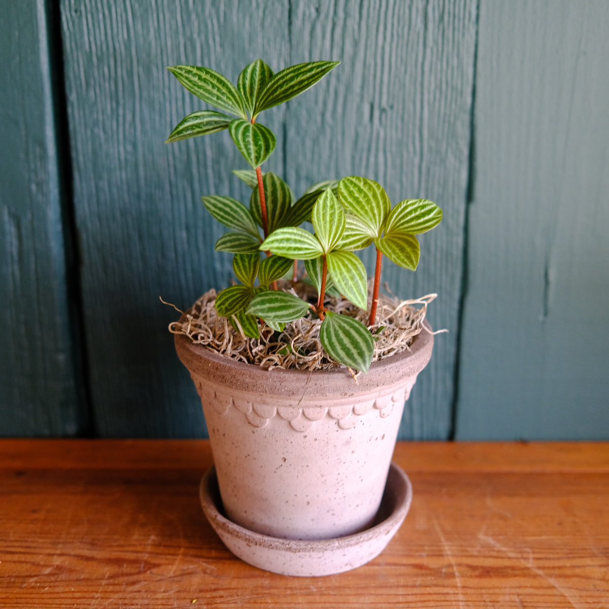 Peperomia 'Parallel' | Lexington, KY | Michler's Florist – Michler's ...