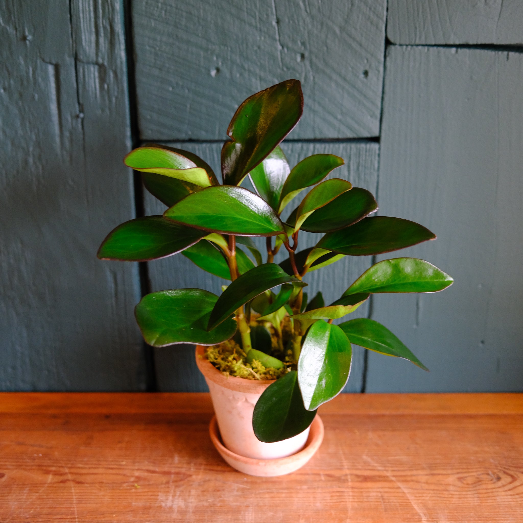 red peperomia succulent Peperomia 'Red Edge' | Lexington, KY