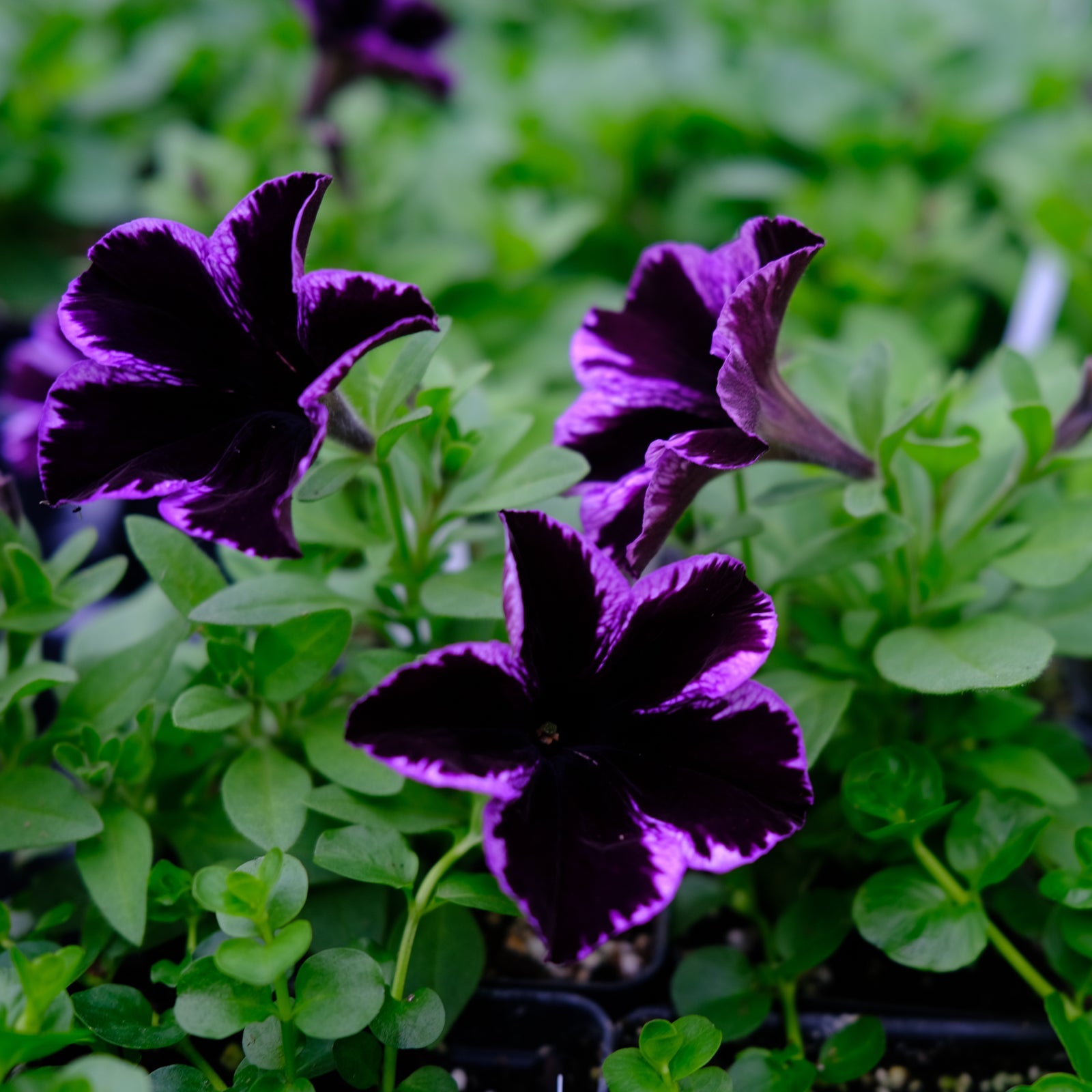 Petunia 'Crazytunia Cosmic Violet' (Petunia) | Annual in Lexington