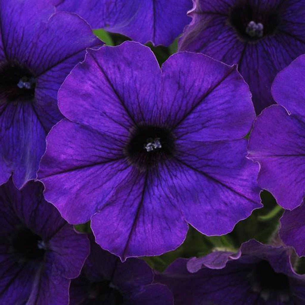 Petunia 'Starlet Blue' (Petunia) | Annual in Lexington, KY