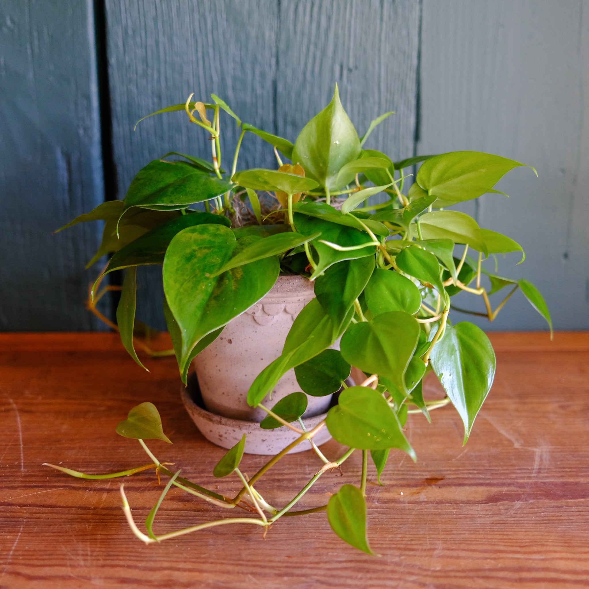 Philodendron - Heartleaf | Lexington, KY | Michler's Florist