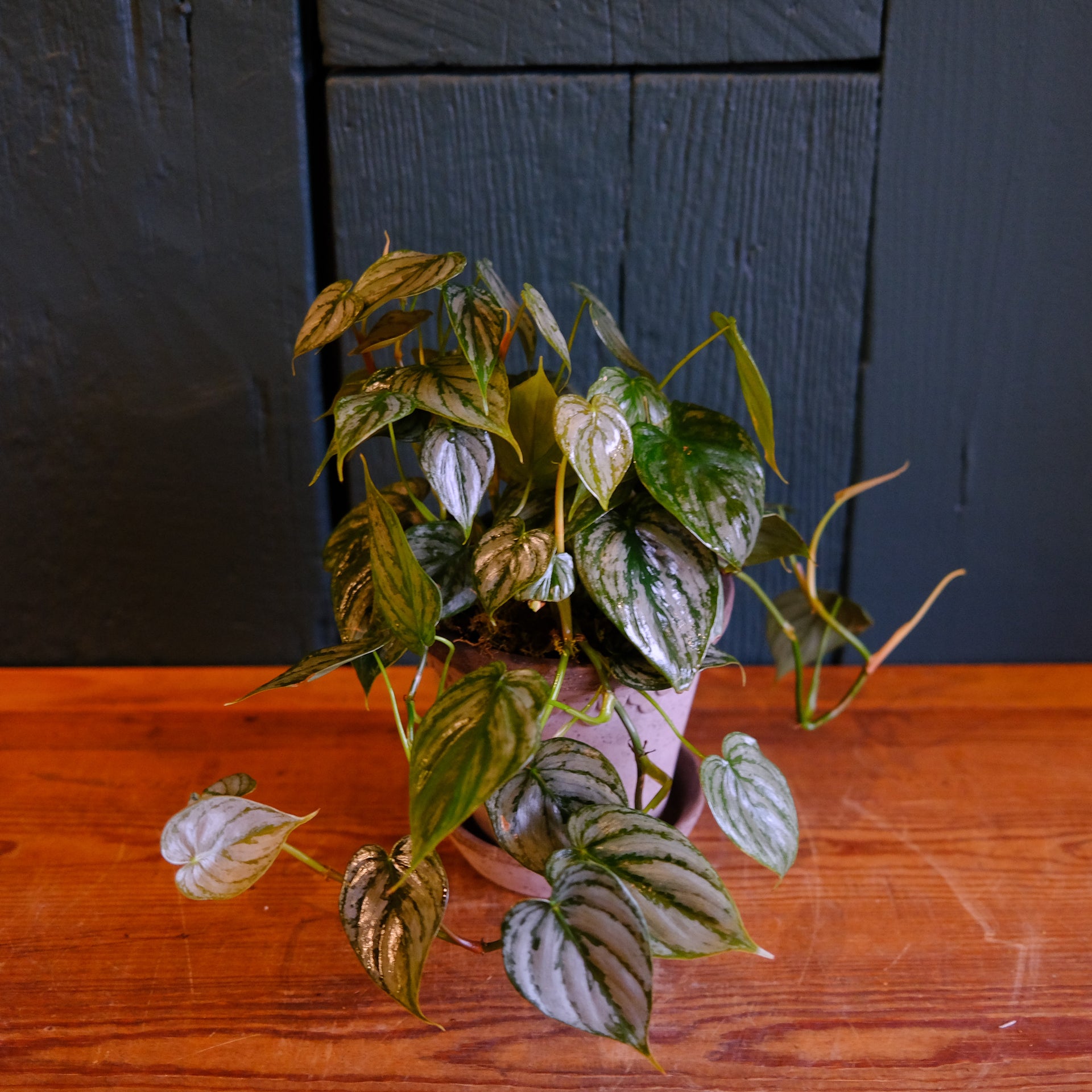 philodendron brandi Philodendron brandi