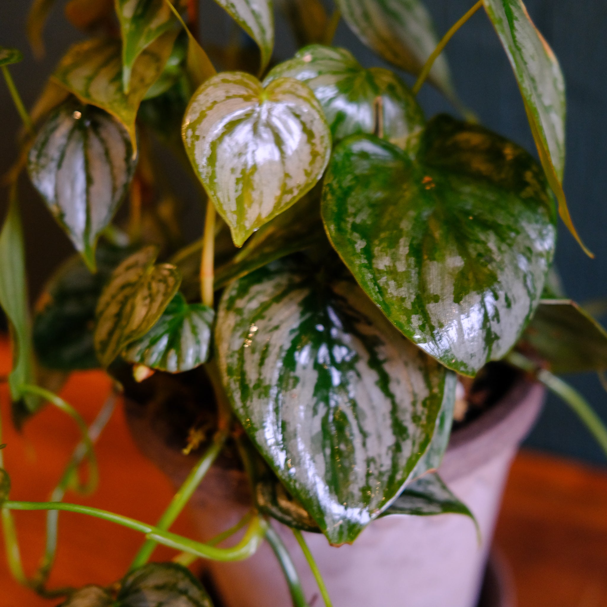 philodendron beandi Philodendron brandi