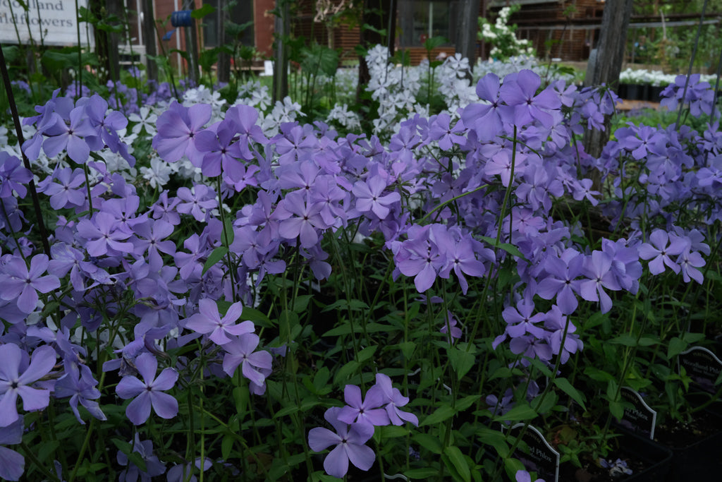 アイドル fleurblanc Phlox divaricata 'Blue Moon' (Wild Blue Phlox) – Michler's Florist