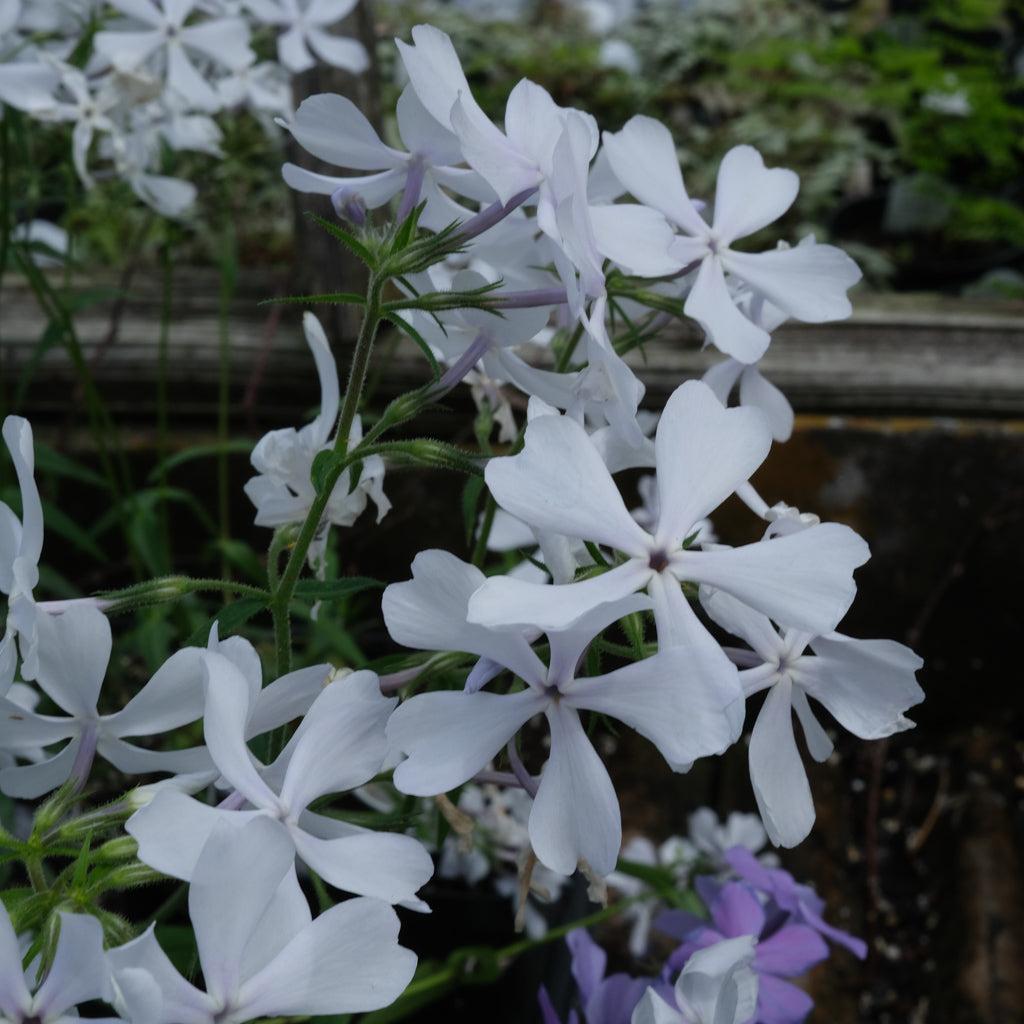 Phlox divaricata 'May Breeze' (Wild Blue Phlox) – Michler's