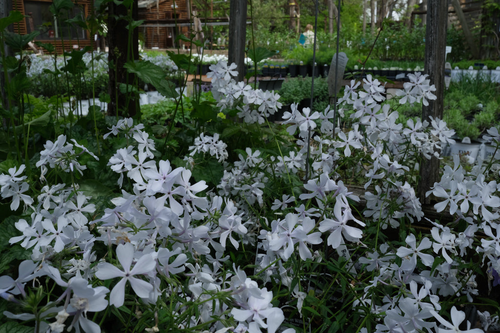 Phlox divaricata 'May Breeze' (Wild Blue Phlox) – Michler's