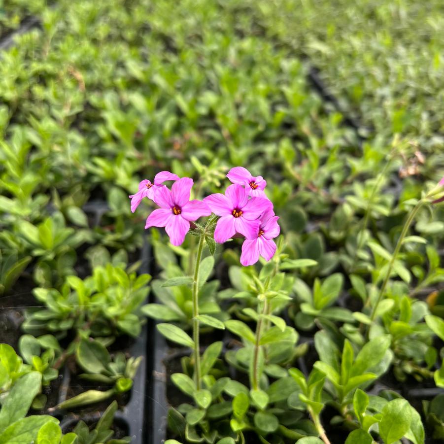 Phlox stolonifera 'Pink Ridge' (Creeping Phlox) | Perennial in