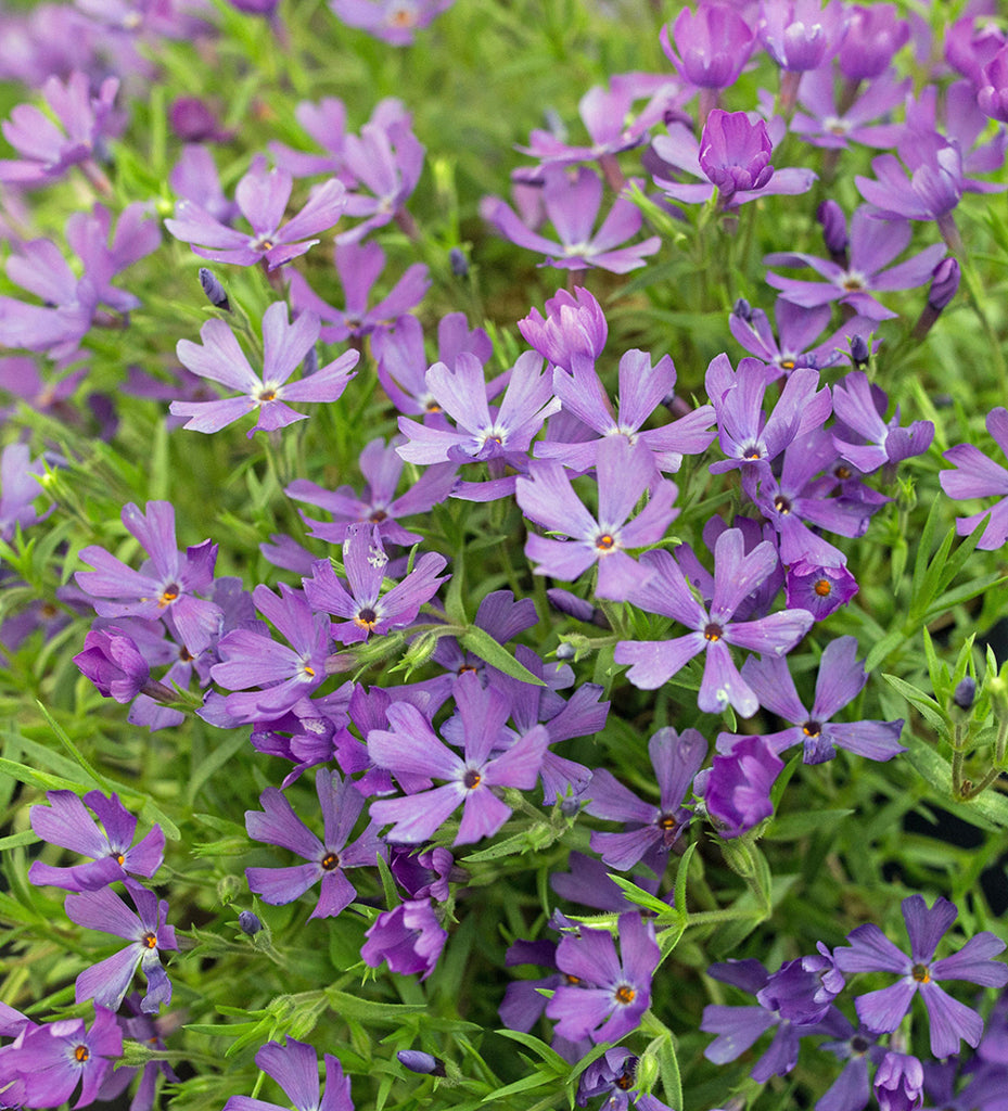 Phlox 'Violet Pinwheels' (Creeping Phlox) | Perennial in Lexington, KY ...