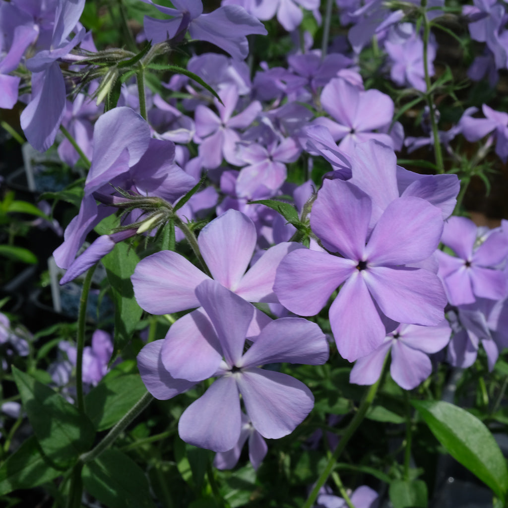 Phlox divaricata (Wild Blue Phlox) | Lexington, KY | Michler's