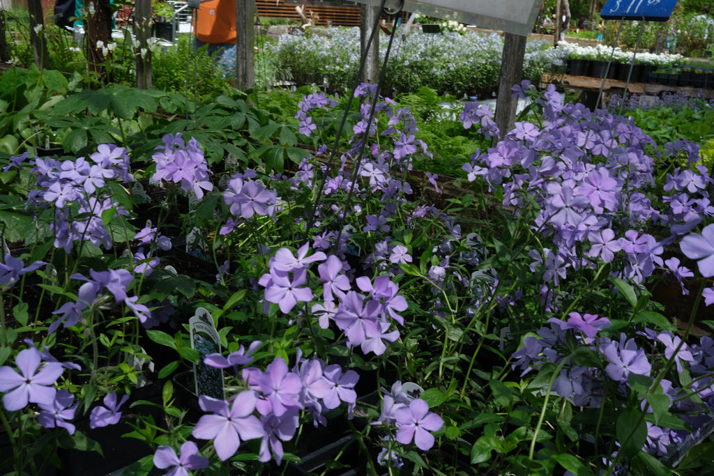 Phlox divaricata (Wild Blue Phlox) | Lexington, KY | Michler's