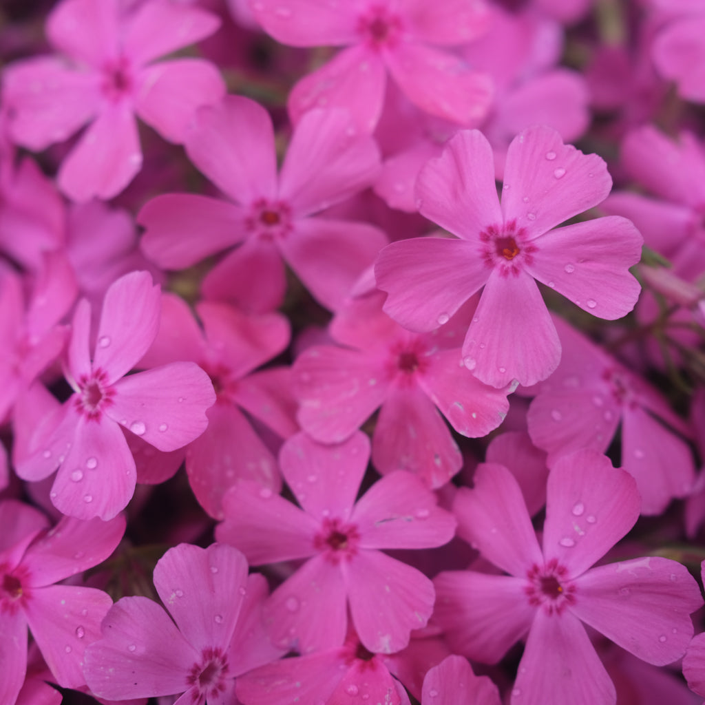 Phlox subulata 'Drummond's Pink' | Lexington, KY | Michler's