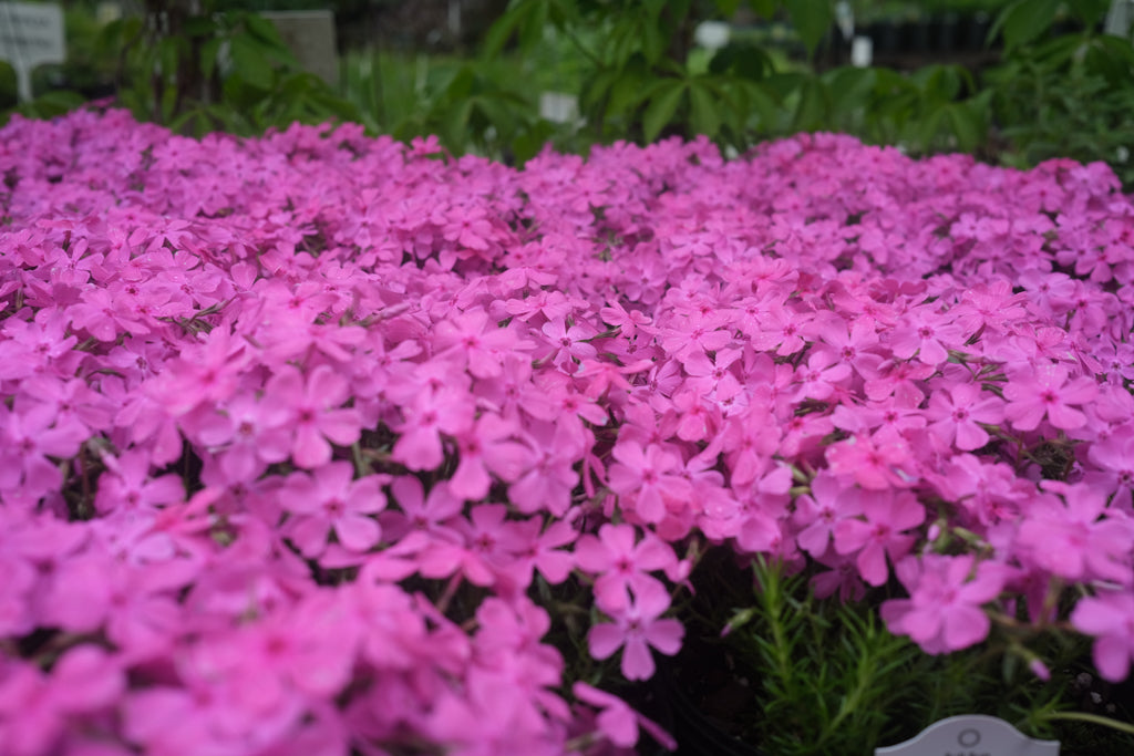 Phlox subulata 'Drummond's Pink' | Lexington, KY | Michler's