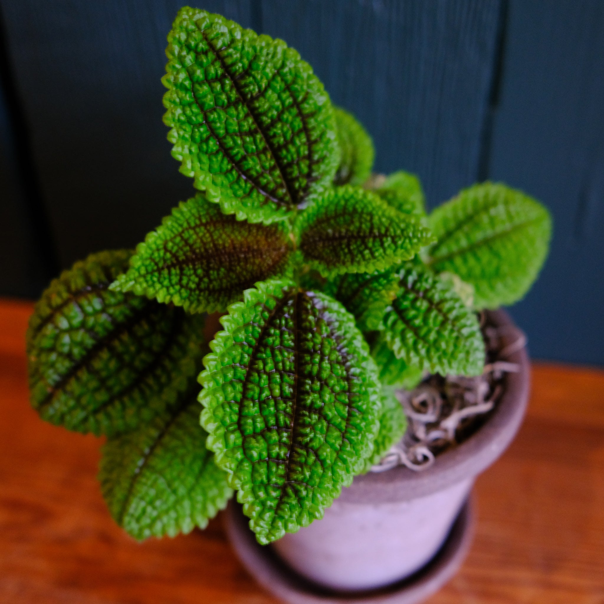 Pilea - Moon Valley | Lexington, KY | Michler's Florist