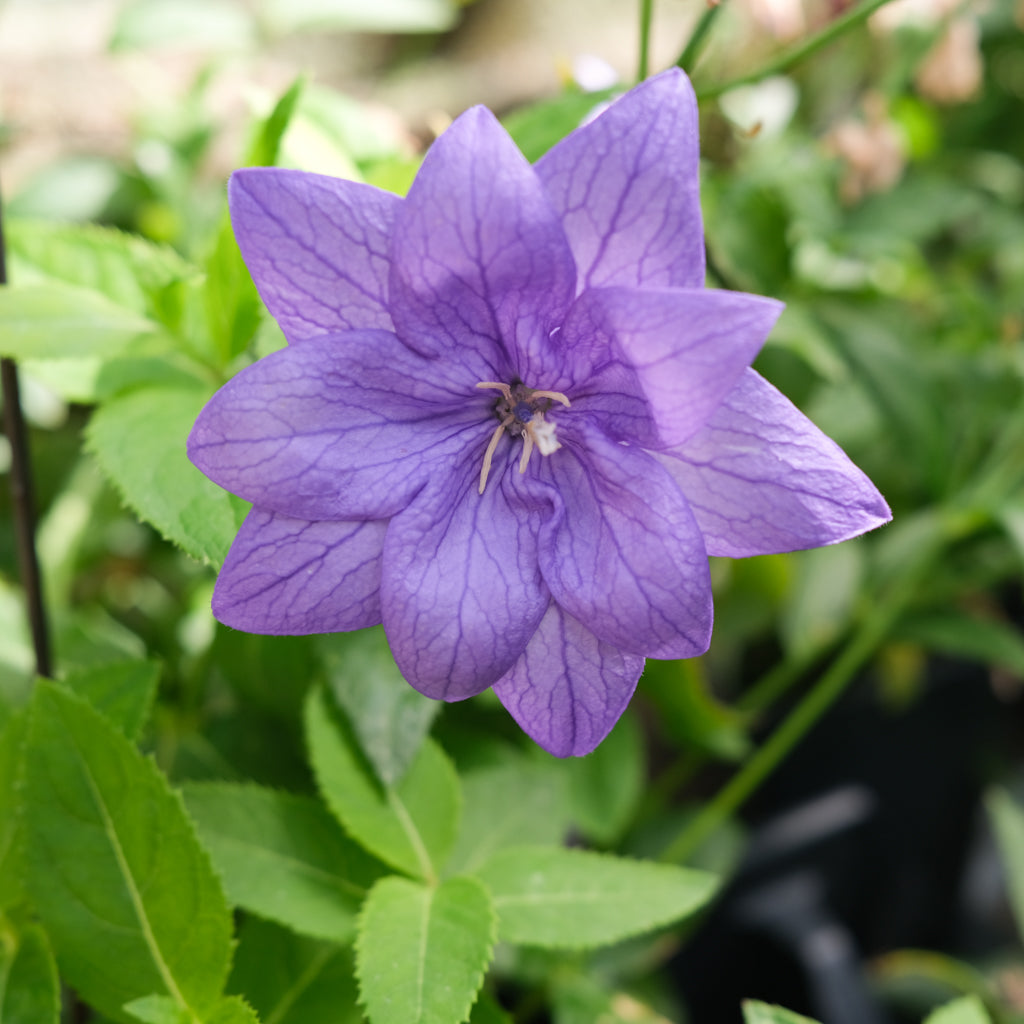 Platycodon 'Hakone Double Blue' | Lexington, KY | Michler's
