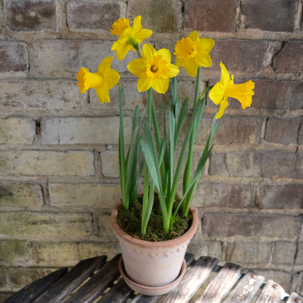 daffodil plant pot Pot of Daffodils