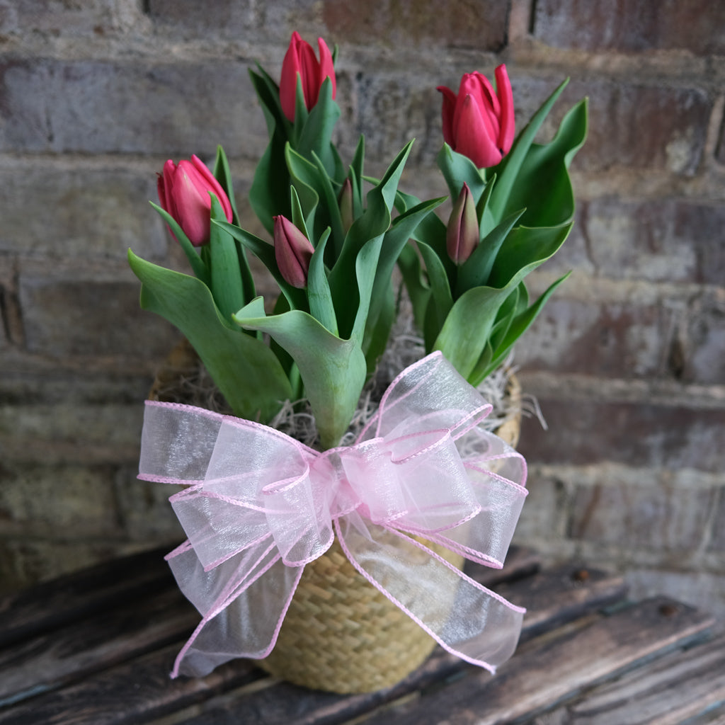 plant pots for tulips Pot of Tulips l Michler Florist l Lexington KY – Michler's Florist, Greenhouses & Garden Design