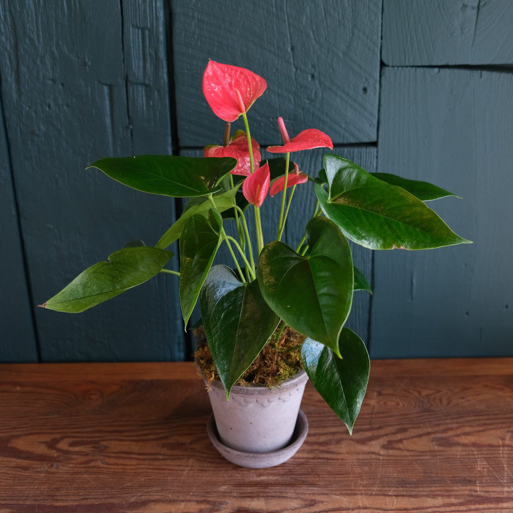 Anthurium | Lexington, KY | Michler's Florist – Michler's Florist