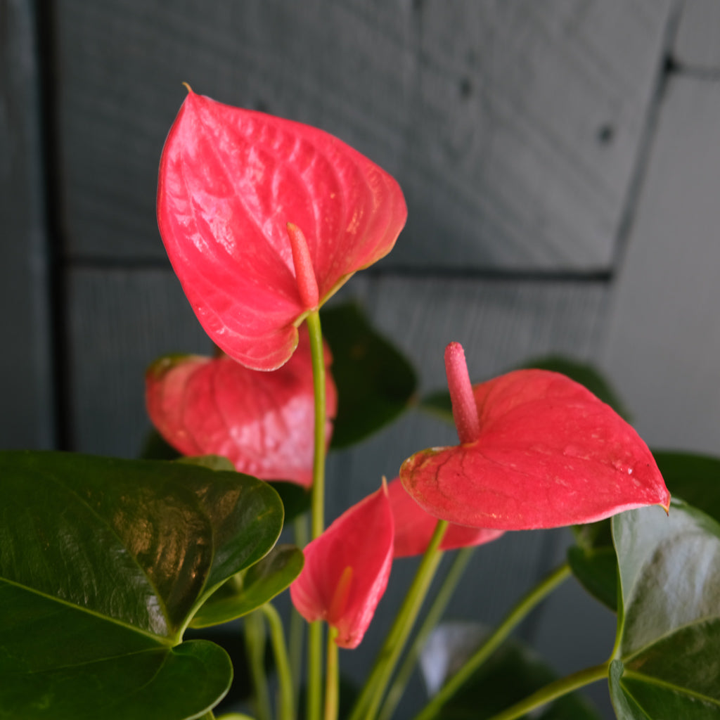 Anthurium | Lexington, KY | Michler's Florist – Michler's Florist